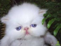 /album/tudosobrecachorrosegatos/gato-lindinho-jpg1/